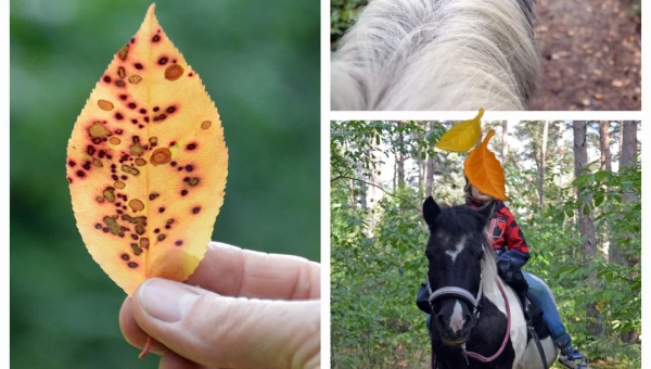 Begleitet statt ausgeliefert